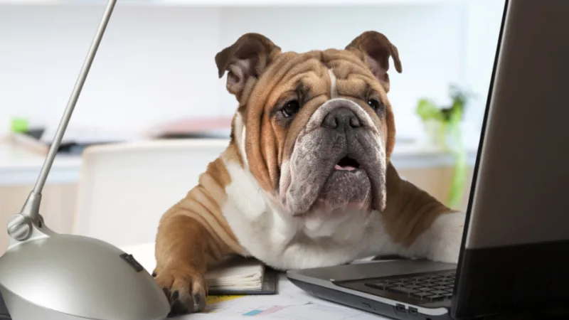 dog-office-header.jpg