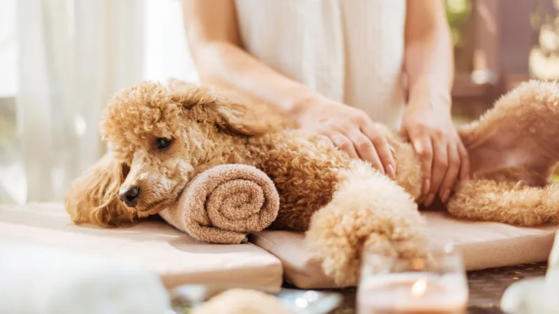 dog-massage-header.jpg