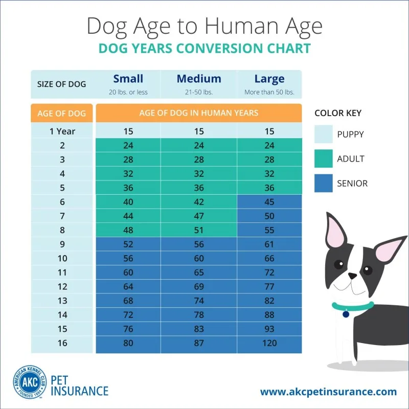 Dog-Years-Chart