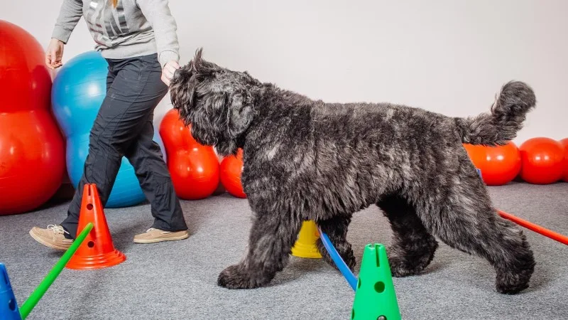 Dog Exercise Equipment: How it Works and When to Use It