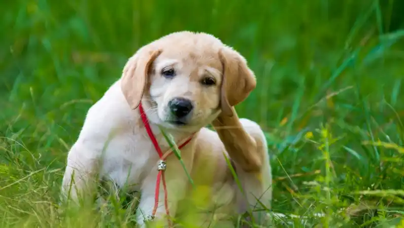 Photo of puppy in grass