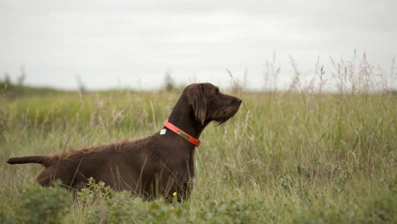 Dealing with Hunting Dog Injuries