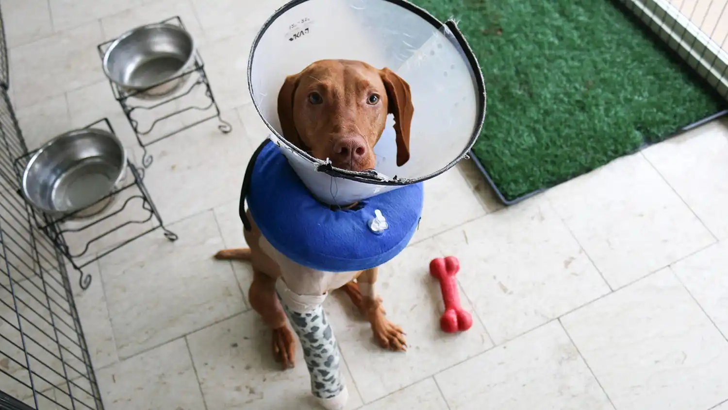 a dog in an isolation cone looking defeated