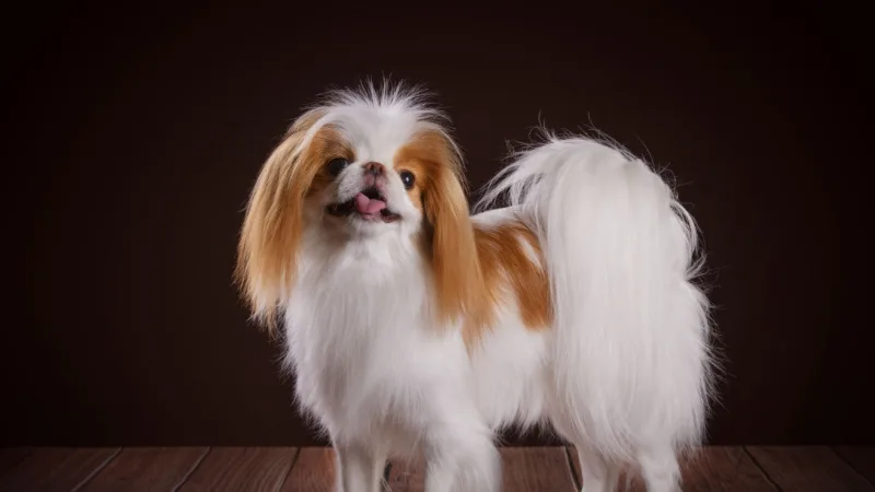 Brown and white dog with a black background