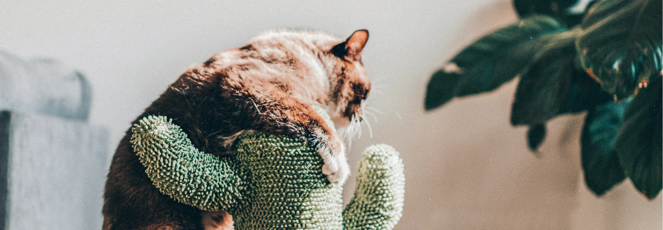 photo of cat climbing onto an imitation cactus cat scratcher with fiddle leaf fig tree in the background