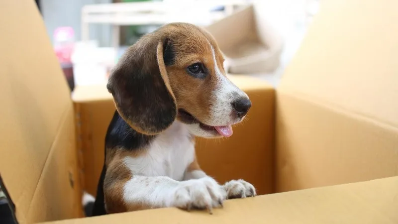 a beagle puppy sitting happily in a cardboard box