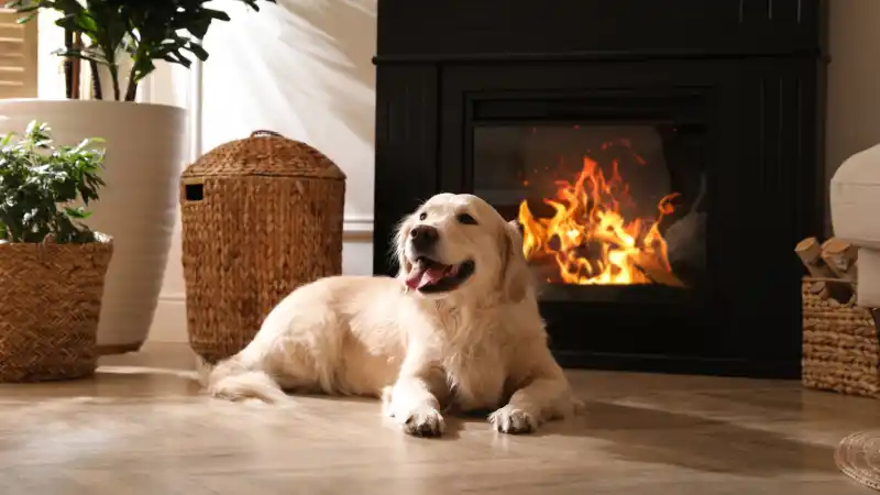 fireplace-dog-header.jpg