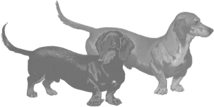 Illustration of two wiener dogs