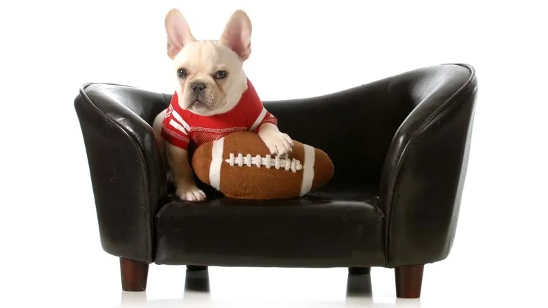 a pug sitting on a tiny couch with a football plushie
