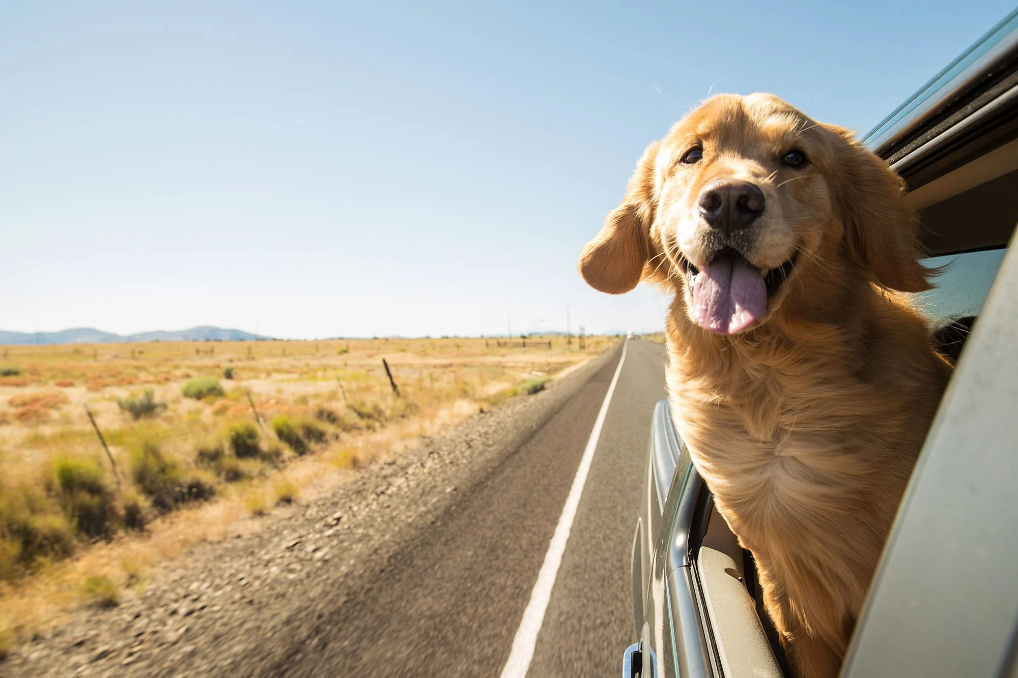 Dog on a road trip during the day.