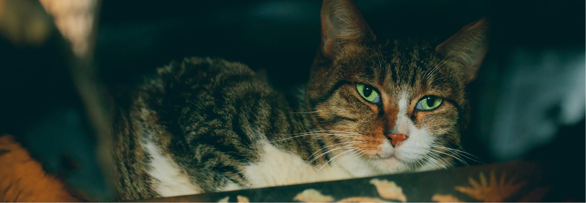 Cat Insurance Kitten & Adult Cat Coverage AKC Pet Insurance