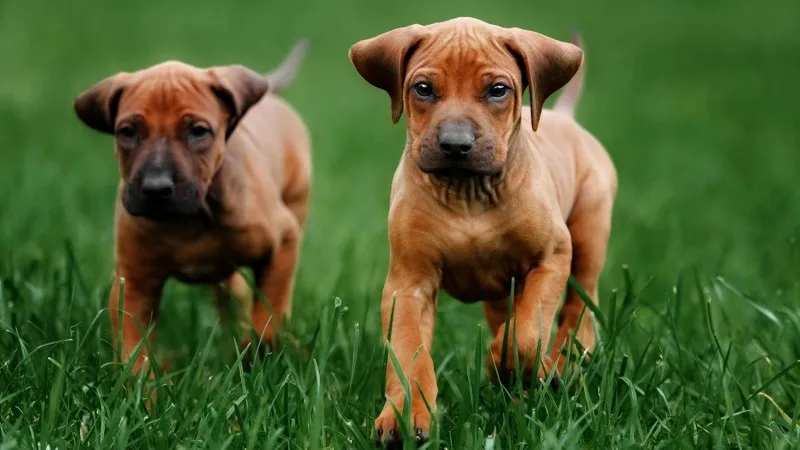 Two puppies running towards the camera in the grass