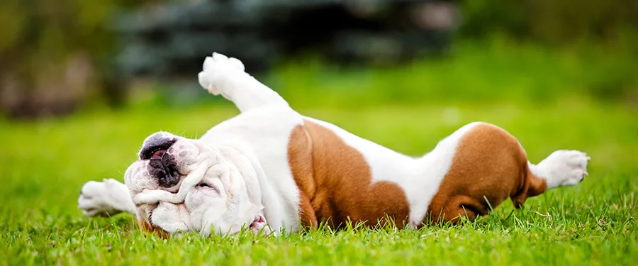 bulldog-rolling-in-grass-header.jpg