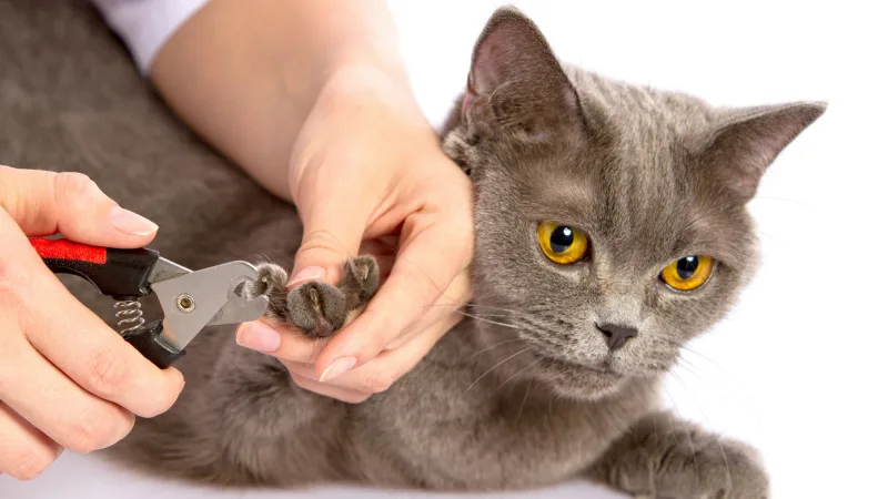 Tips for Stress-Free Cat Nail Trimming