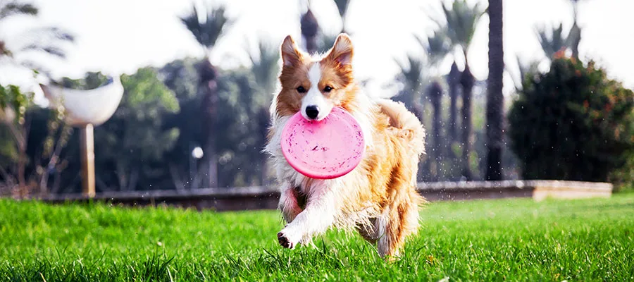 Herding Ball for Small Dog & Puppies - Race and Herd