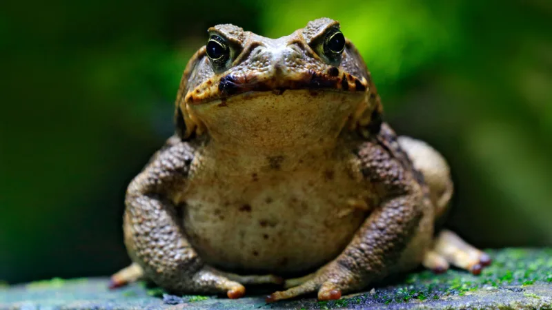 toad-header.jpg