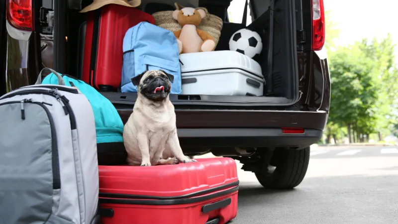 car-pug-header.jpg