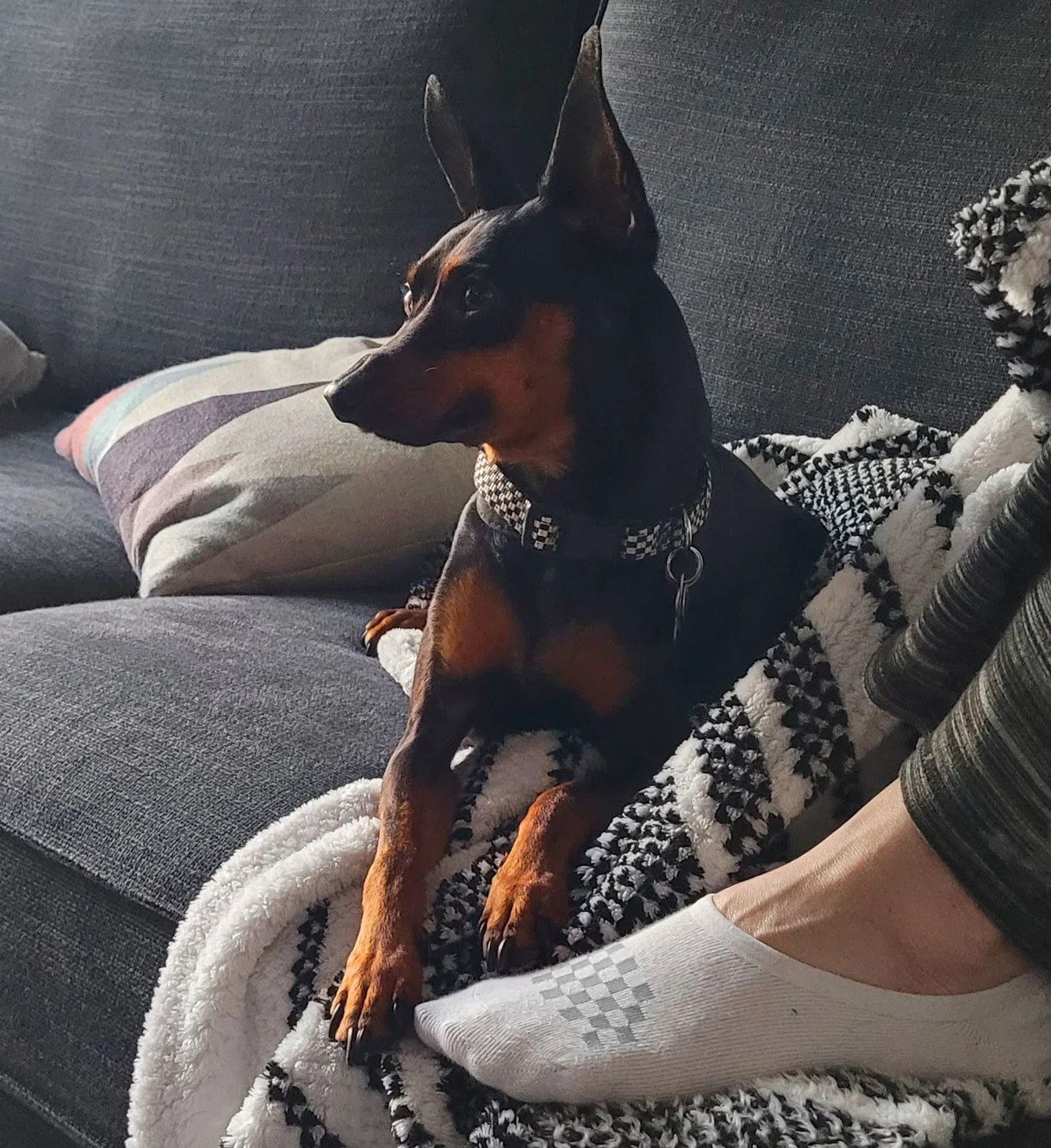 Black and brown doberman puppy with pointy ears sitting on gray couch next to cropped view of human foot