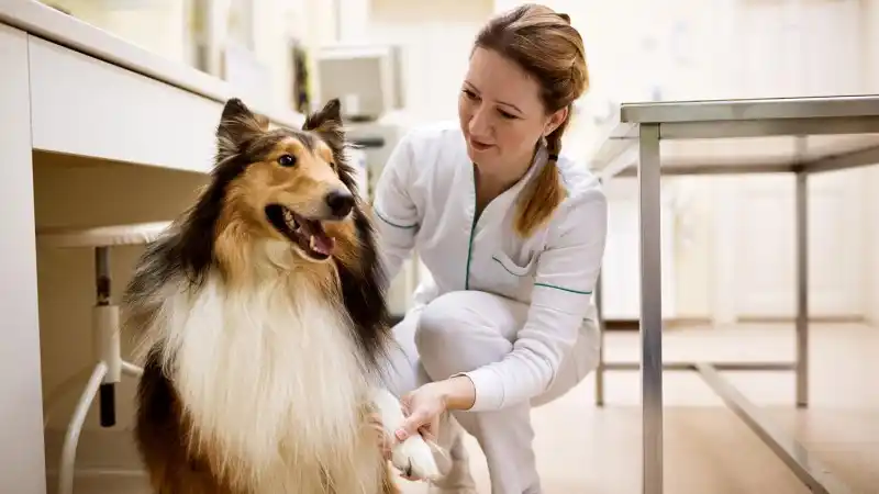 Photograph of a dog at the vet