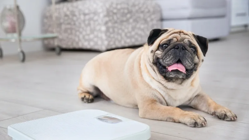 How to Exercise Your Overweight Dog?: Easy, Fun Tips!