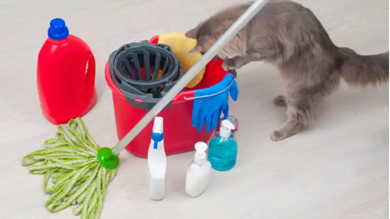 Cat looking into a bucket surrounded by cleaning products