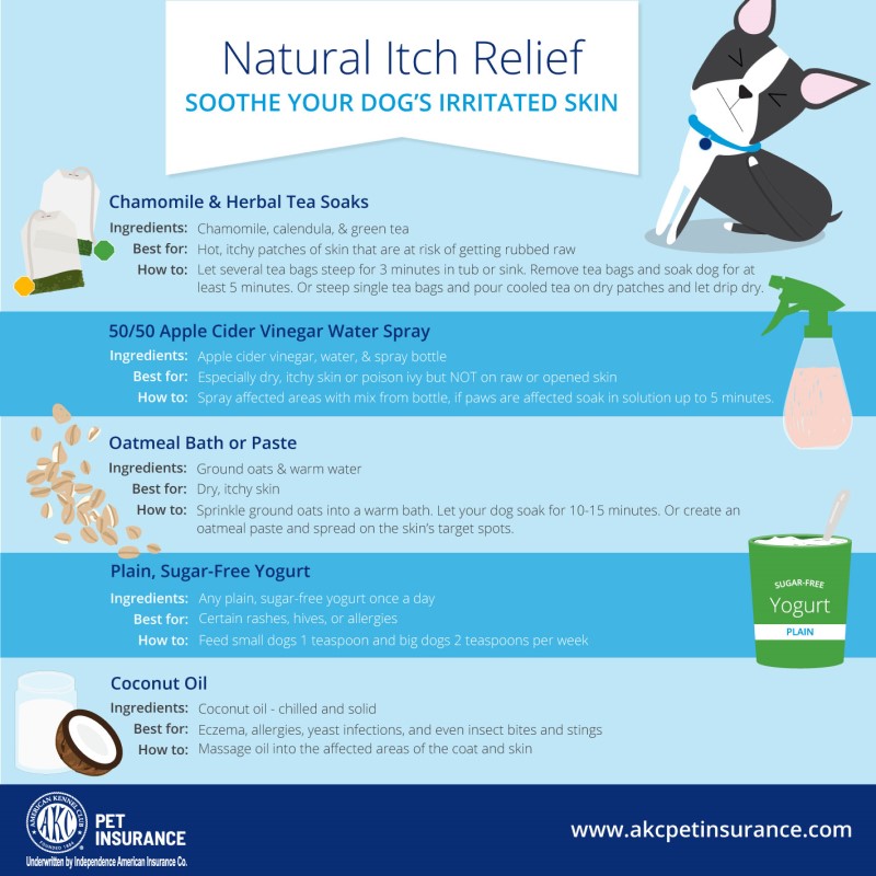Relieve Dog Skin Allergies Itching with Effective Home Remedies