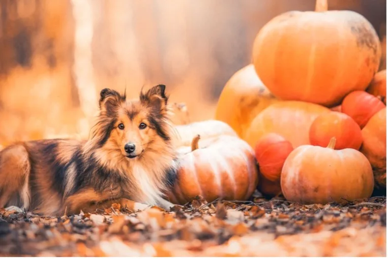 Dog sitting in pumpkin patch