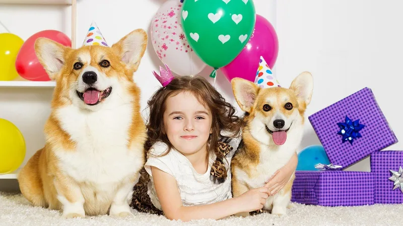 Photo of a person between two corgis wearing birthday hats
