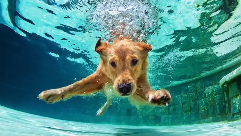 pet pool party header