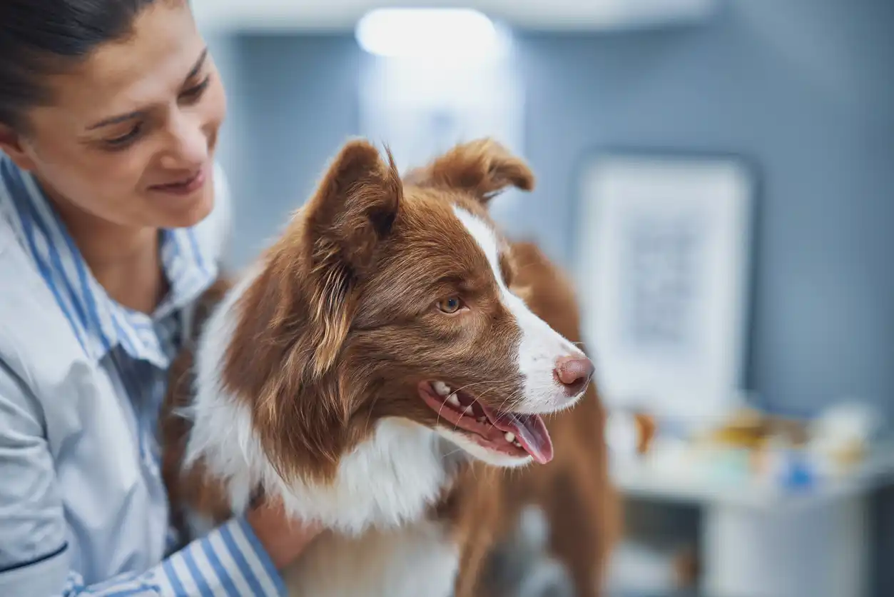 Female vet treats brown Border Collie in vet's office