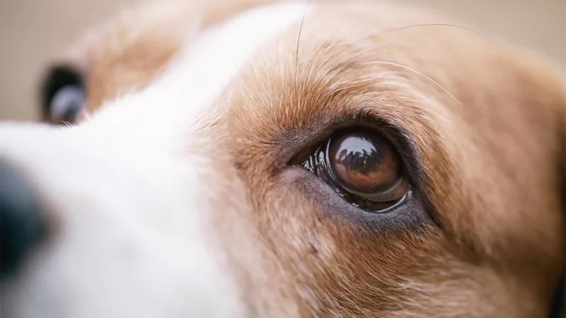 Eye Problems In Dogs