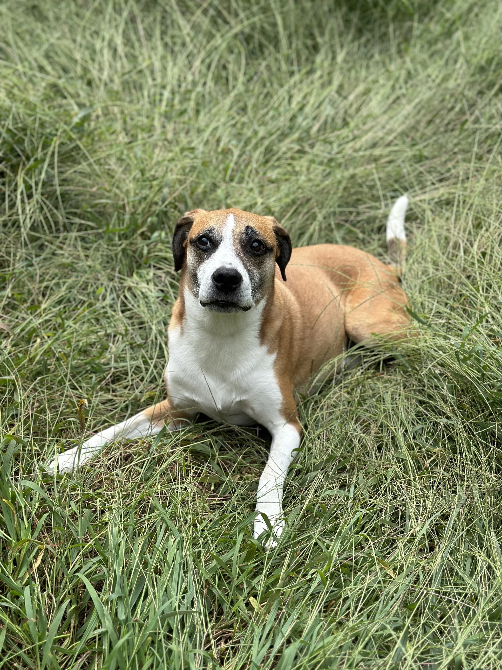 Brown and white dog with dark eyes sitting in grass