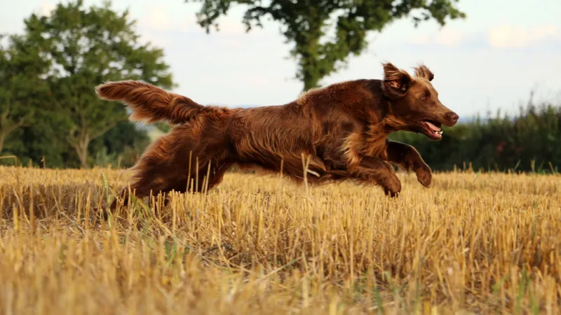 how to protect dogs ears from cheat grass seeds