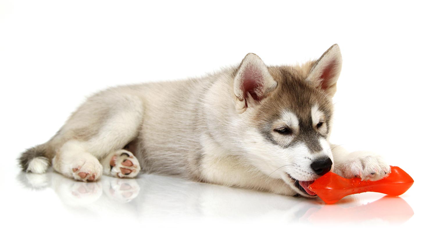 Husky chew hot sale toys