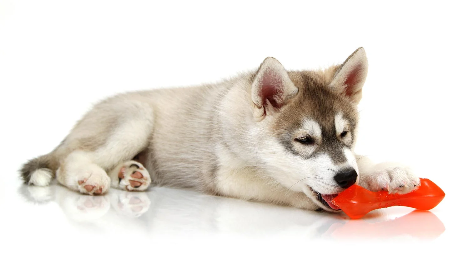 husky-chewing-toy-header.jpg
