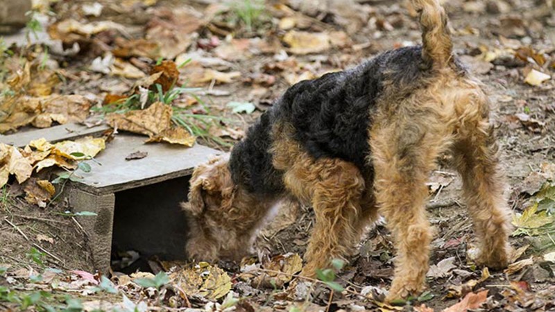 Terrier digging hot sale