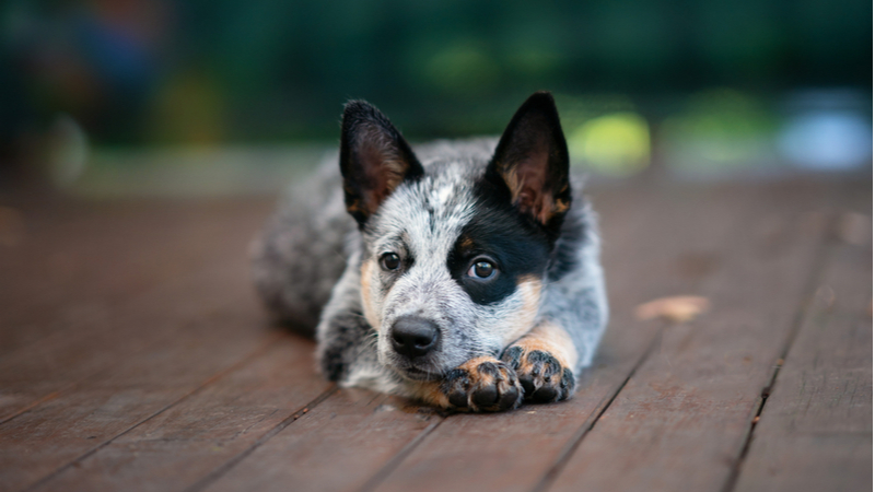 is pet insurance worth it for a puppy