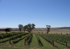 Trandari Cellar Door 3