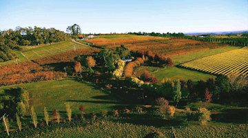 Borrodell Vineyard