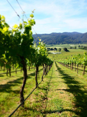 Leven Valley Vineyard Cellar Door