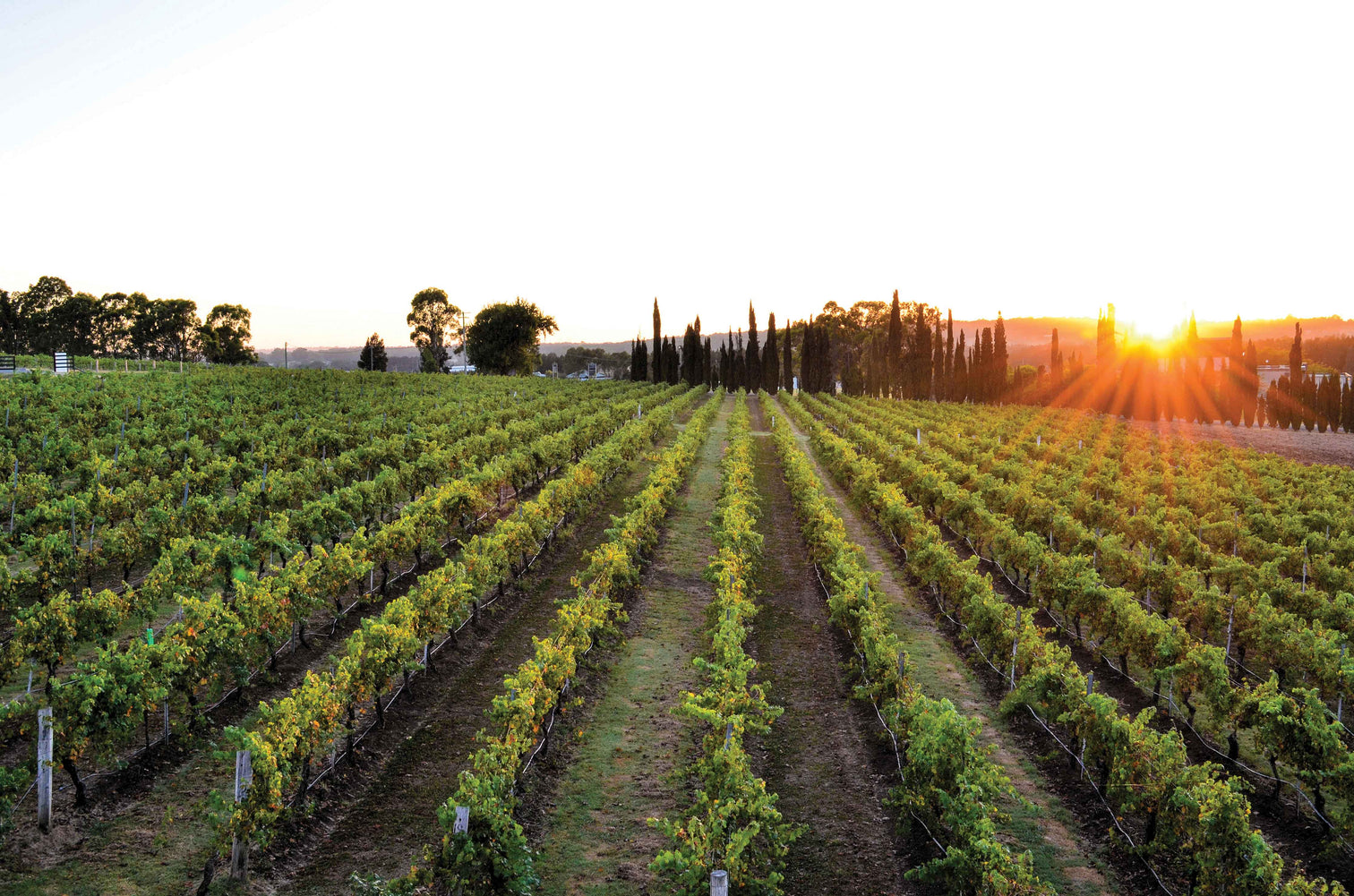 Lake s Folly Hunter Valley Book a Wine Tasting