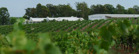 Leogate vines