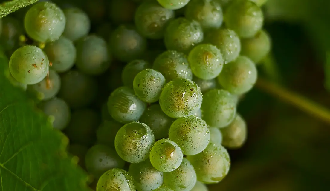 An image of Chardonnay