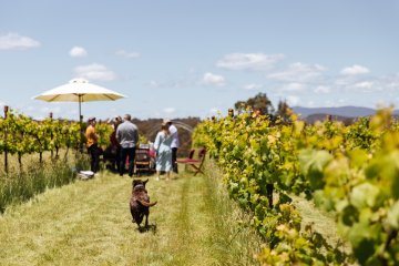 Flyfaire Cellar Door 1