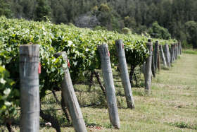 Hanging Tree Wines