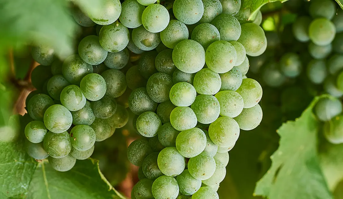 An image of Semillon