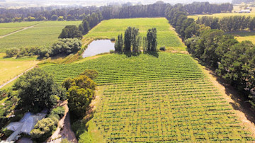 Word of Mouth Wines