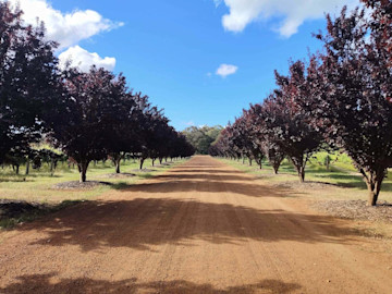 Woody Nook Wines Cellar Door