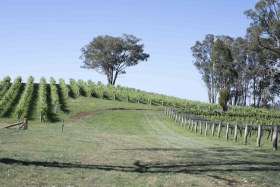 Toppers Mountain Cellar Door 3