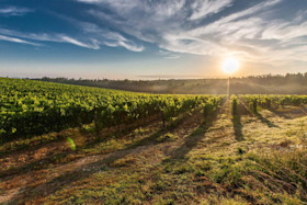 Oxenberry Wines Cellar Door 1